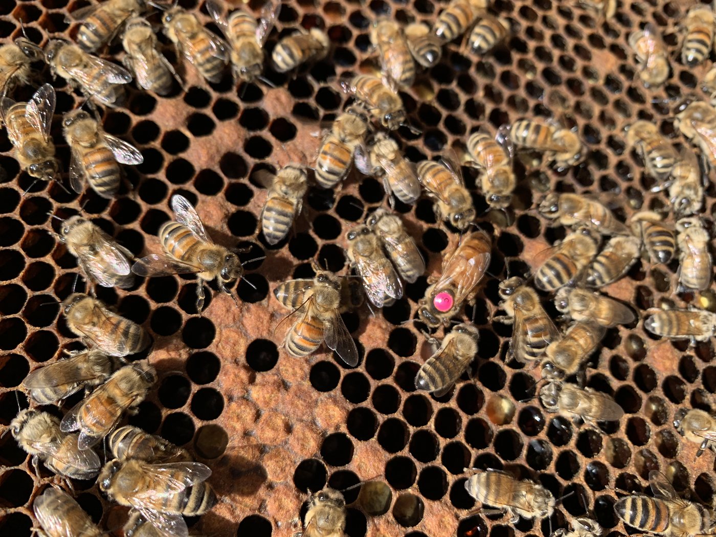 Markierte Bienenkönigin mit rosa Punkt auf der Wabe